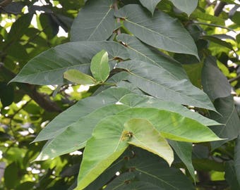 200  Ficus semicordata Seeds , The Drooping fig Tree Seeds