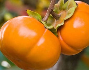 Fuyu Asian Persimmon - 1 Plants - 3 Feet Tall