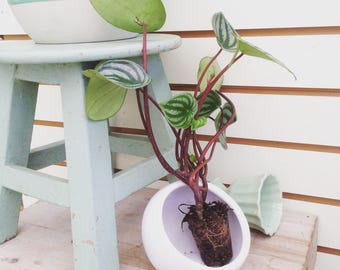 RARE! Watermelon Peperomia Plug (1)