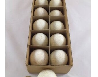 12 empty Turkey eggs - birds - taxidermy - home decoratioen - easter