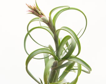 LARGE Air Plant Tillandsia Twisted Tim, Curly Air Plant, Hanging Air Plant, Tropical Plants, Rare Plants, Tropical Decor, Airplant, Plants