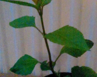 Calea Zacatechichi (Mexican dream herb)