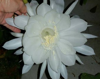 QUEEN of the NIGHT- EPIPHYLLUMS. Orchid Cactus- Several varieties- White or Red. All with new growth.