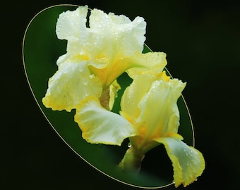 Photo art of yellow iris from my garden