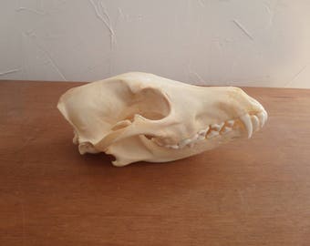 Real skull full Coyote - cabinet of curiosities