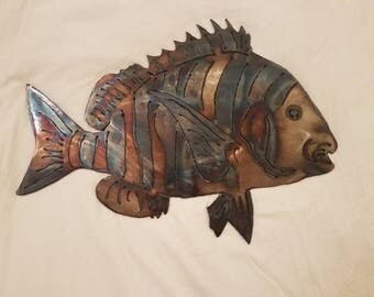 terth of a sheepshead fish terth of a sheepshead fish