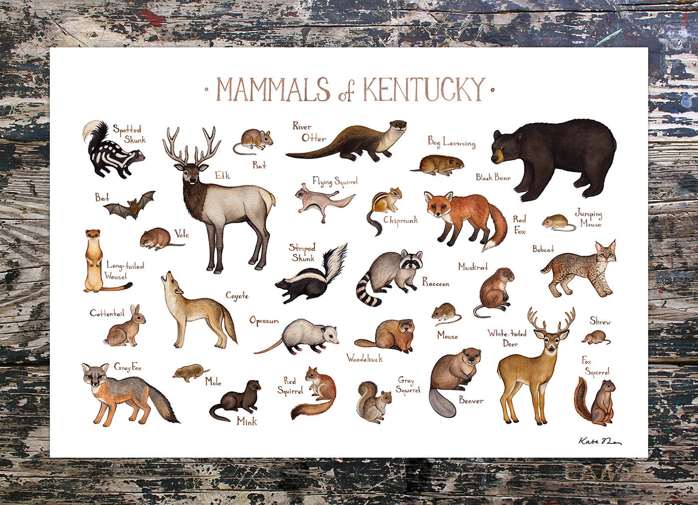 kentucky-mammals-field-guide-art-print-animals-of-kentucky