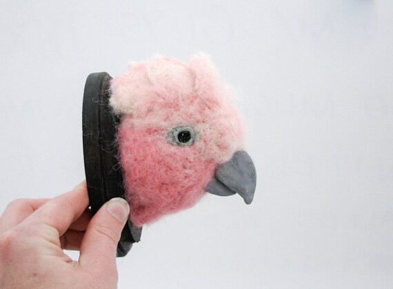 Galah (Eolophus roseicapilla)