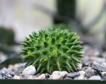 Euphorbia Suzannae Succulent Plant