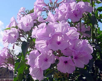 Ipomoea fistulosa carnea Bush Morning Glory Quart Plant