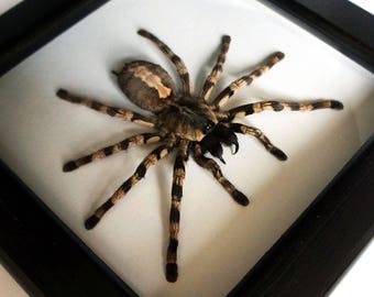 Taxidermy spider / Costa rican red tarantula / Brachypelma