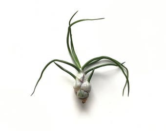 Tillandsia Bulbosa Air Plant