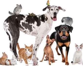Psychic reading, 24 Hr, 2 Q Animal Communication