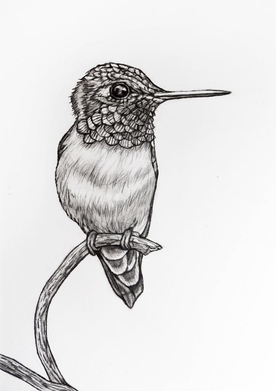 Humming Bird Pencil Drawing 73 humming bird
