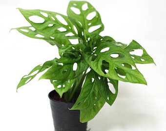 Monstera obliqua var. expilata aka Swiss cheese plants by Joinflower Joinfolia