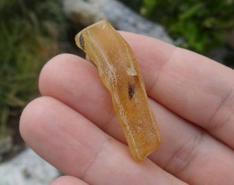 Amber with Insect, fossil, prehistoric bug