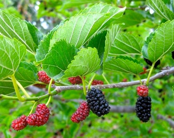 Red (Purple) Mulberry / Morus Rubra (fat short) - 25 seeds