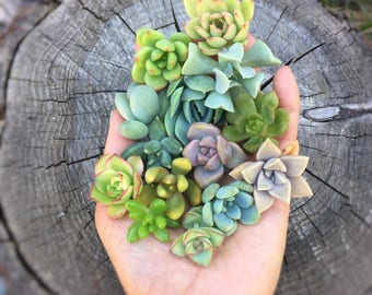 15 small baby succulent cuttings