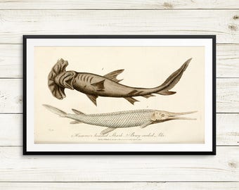 Hammerhead shark, bony scaled pike, shark posters, shark art prints, vintage fish illustrations, fish art prints, old book illustrations