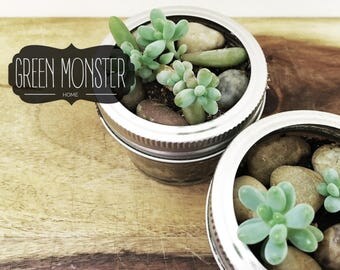 Live succulent plant, Jelly Bean plant for your desk. Plants size .75 - 1.5 inch in cute glass jar. Small Plant for Desk, Gift for Coworkers