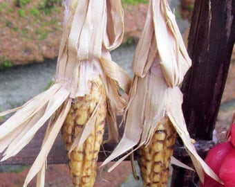 Corn on the cob in wax