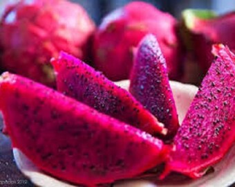 Dragon Fruit, Cactus 2 Cuttings Plant, Easy to Grow, 5"-6" each-Red