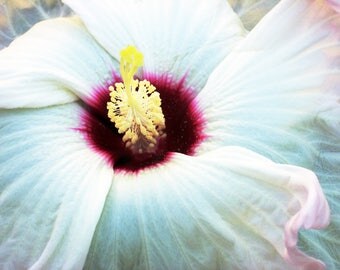 White Hibiscus