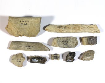 skul bone fragments