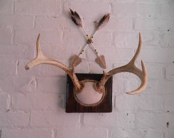 Vintage Mounted Deer Antlers - Repurposed