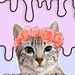 Carmilla The Pet