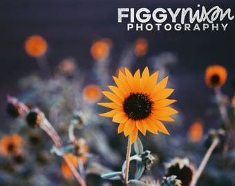 Items similar to Spring Shabby Sunflower Photography Print - Simplicity ...