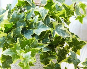 Golden Ivy Plant, Houseplant, A Perfect Indoor outdoor Plant, Hedera Helix, Hardy Ground Cover 4