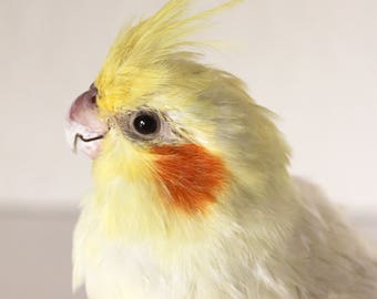 Taxidermy Bird Real Cute Cockatiel