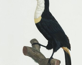 Levaillant Toucans Le Cocan à collier jaune nr 4, Museum Quality Limited Edition print, original size 57,2x42,8cm, signed, numbered