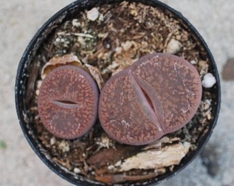 Lithops Stoneface - 2.5" Pot