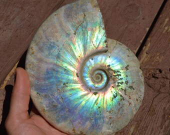 Ammonite Fossil with Rainbow Iridescent Shell XL