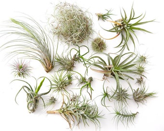Air Plant Variety Pack 75 pcs **CLEARANCE** Assorted Succulents, Terrarium Plants, Airplant Wholesale Air Plant Bulk Wholesale TiIllandsia