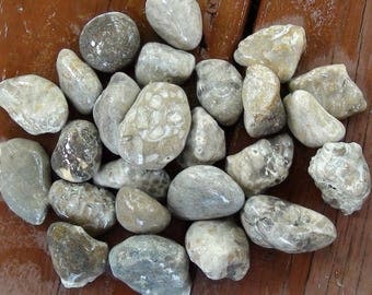 Pack of 25 Raw Petoskey/Fossil Stones #2