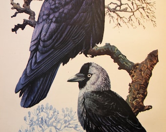 Corvids, Original Vintage Bookplate from 1947