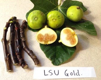 3 Fresh Healthy LSU Gold  Fig Cutting 5 To 6 Inches - u133