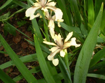 2 Organic Norfolk Native Iris Foetidissima,British Dry shade Plant,Red Berries in Winter