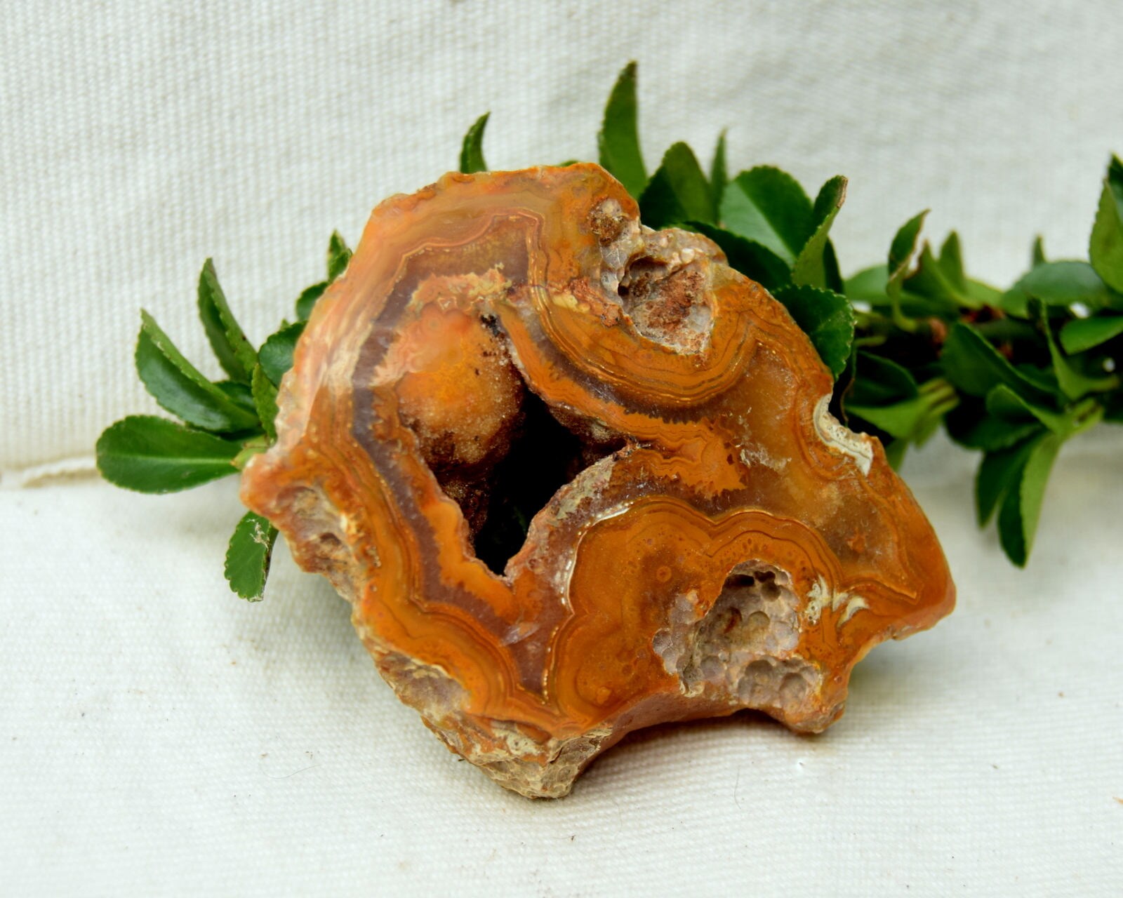 Polished Agate Brown banded agate from Washington state.