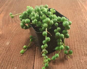 Succulent Plant - String of Pearls 2.5"