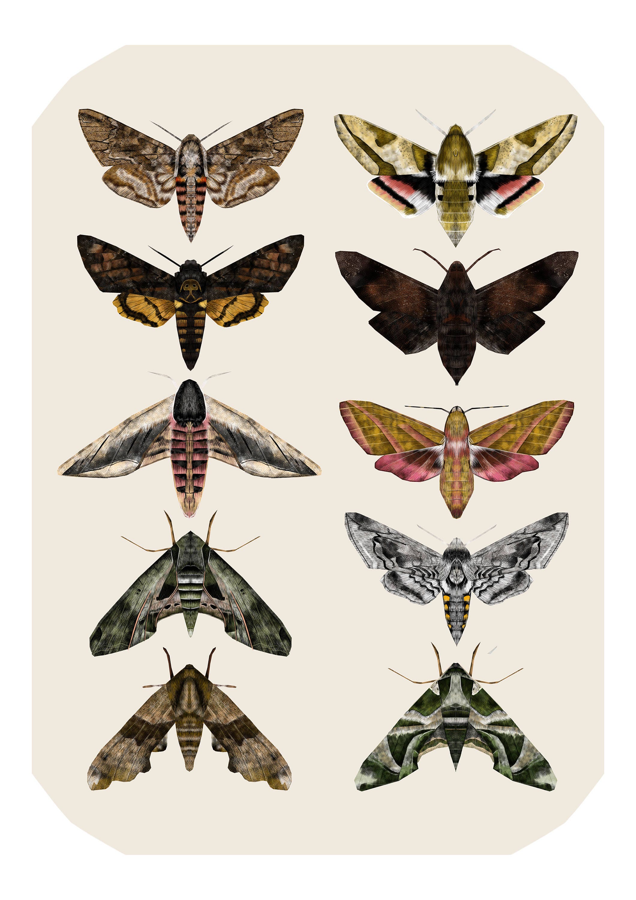 Sphingidae Hawk Moths Moth Illustration Moth Print