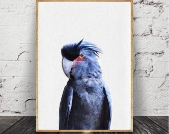 perroquet Print, Tropical Wall Art, Toucan oiseau, décor Tropical, Printable Art, lumineux coloré, rose jaune noir, photographie d’oiseaux
