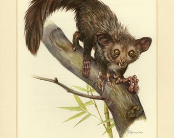 Vintage lithograph of the aye-aye from 1956