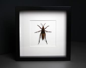 Dictyophorus sp. Showcase