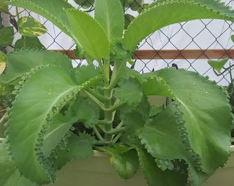 Mother of thousands | Etsy