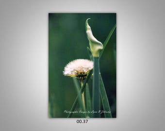 00.37 Limited Edition, Signed and Numbered 8x12 Image