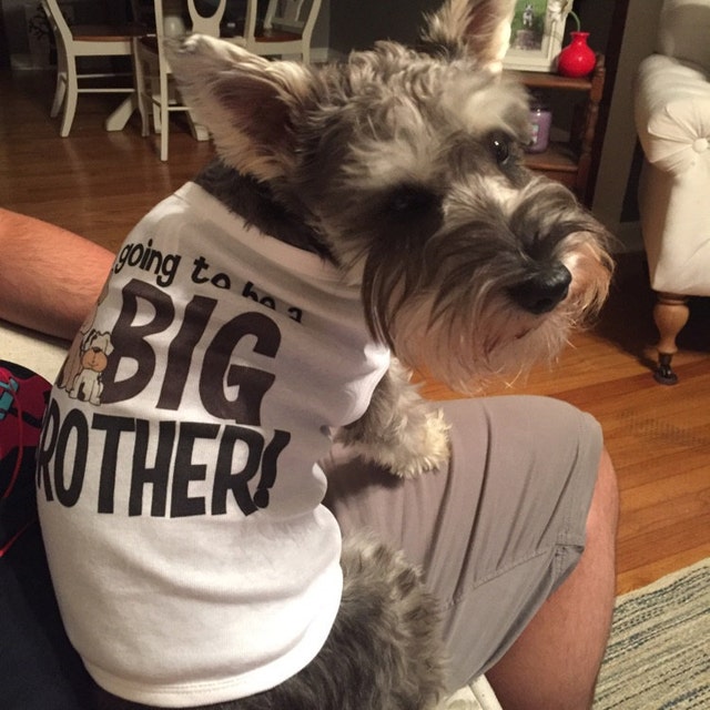 Big brother dog shirt I'm going to be a big brother